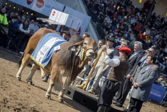 La Rural 2025: Gastronomía, charlas y actividades para toda la familia en la tradicional muestra campera argentina