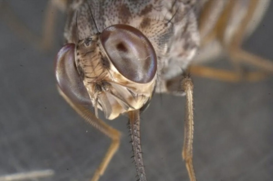 Invade el Conurbano y preocupa por sus ataques durante el día