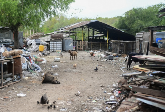 Escobar: Rescataron más de 200 animales tras la clausura de un megabasural de Ruta 26 en Ingeniero Maschwitz